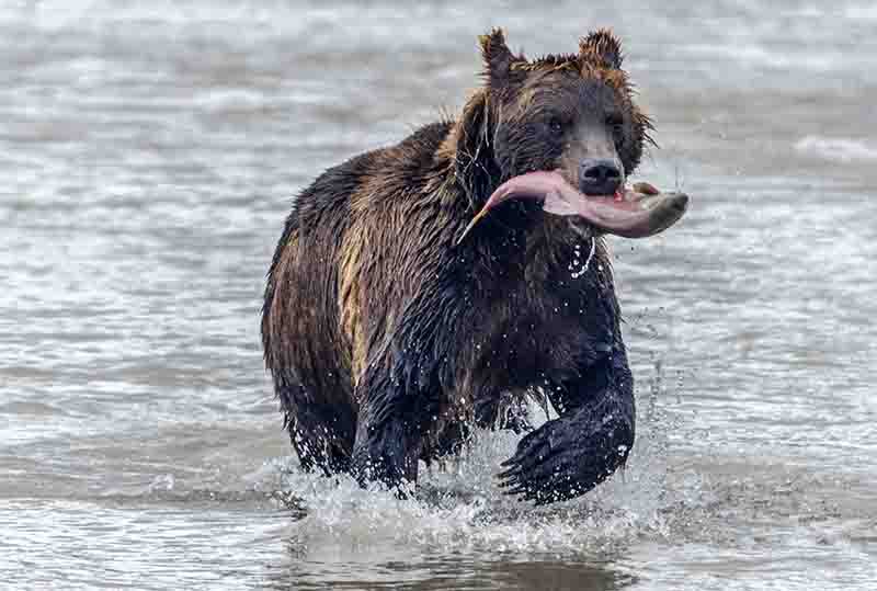 Oso Pardo - Kamchatka - Rusia 26.jpg